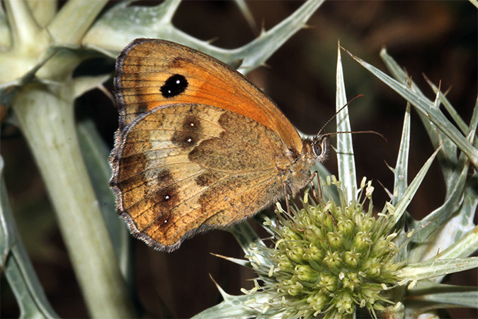 Pyronia tithonus